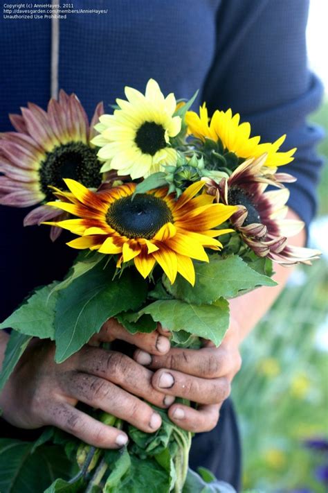 20 Semillas De Girasol Belleza De Otoño Colores Bouquet 35 00 en