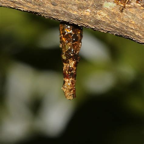 Bagworm Moth Project Noah