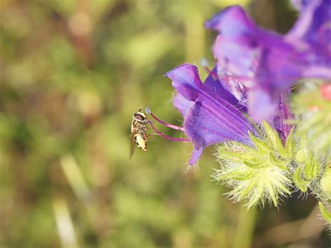 Blomma Pollen Kronblad Gratis Foto P Pixabay Pixabay