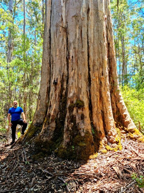 Karri Gallery Western Australia Giant Trees