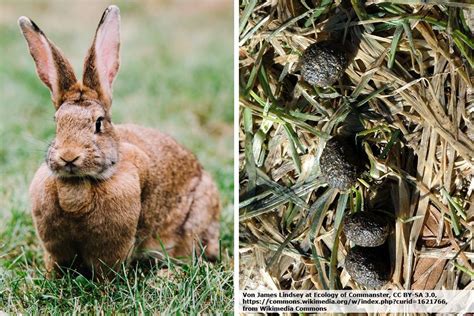 Kot Im Garten Welcher Tierkot Sieht Wie Aus Tiere Erkennen