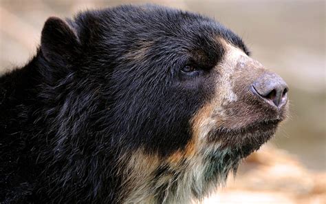 Spectacled bear – Andean bear | DinoAnimals.com