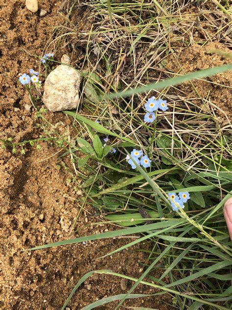 Tiny Blue Flower In Sandy Wetlands Southwest Michigan R Whatsthisplant