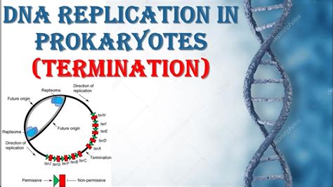 Dna Replication In Prokaryotes Termination Process Youtube