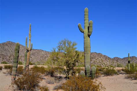 Sonoran Desert National Monument - Timeless Odyssey