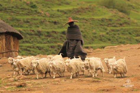 Eastern Lesotho Village Experience Sheep Best Regards From Far