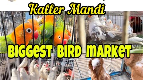 Birds Mandi Kalar Aseel Murghon Ki Mandi Fancy Birds Cheapest Market