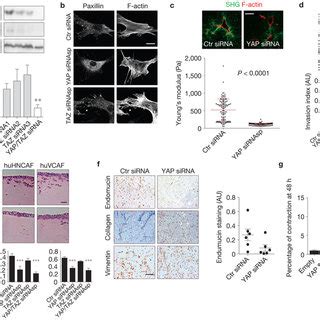 Figure S Role Of Yap In Cafs A Histogram Shows Invasion Of T Cells