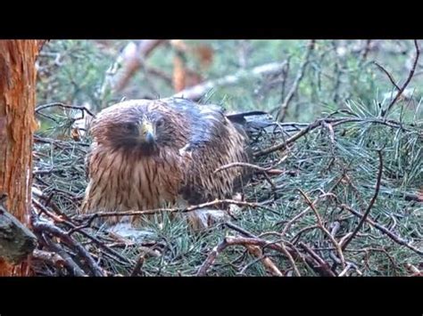 Empapada Guila Calzada P N Sierra De Guadarrama Youtube