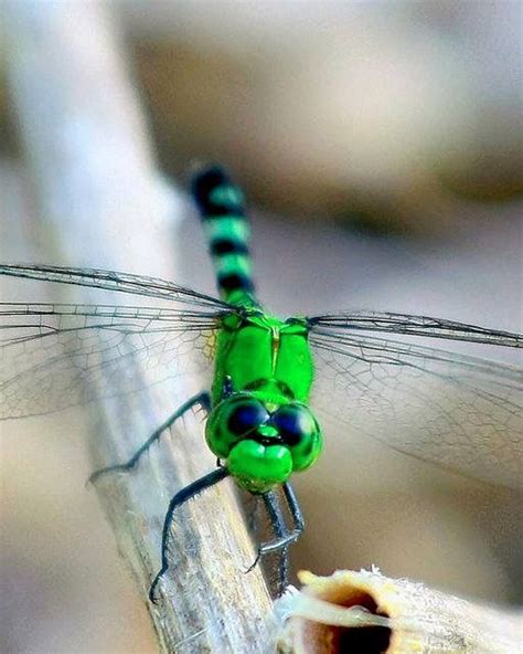 Pin By Beth Bartling On Blue Dragonfly Damselfly Insect Photography