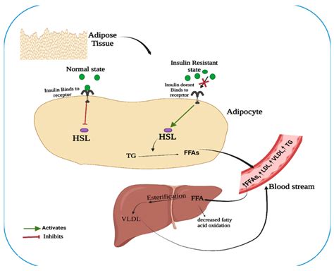 An Illustration Depicting The Relationship Between Elevated Free Fatty