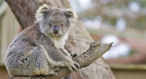 Will Habitat Loss Lead to The Extinction of Koalas?