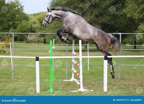 Beautiful Young Purebred Horse Jump Over Barrier Free Show Jumping