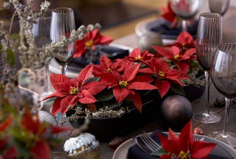 Win a bundle of stunning Poinsettia plants for your Christmas home