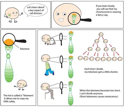 Telomere Physiopedia