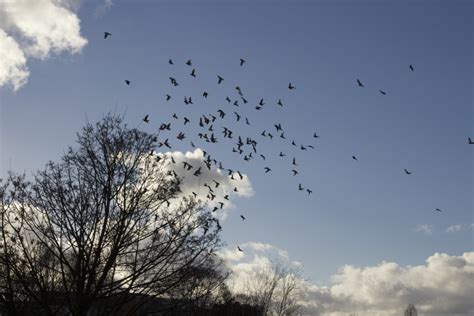 Free Images Tree Nature Cloud Sky Morning Flock Cloudscape