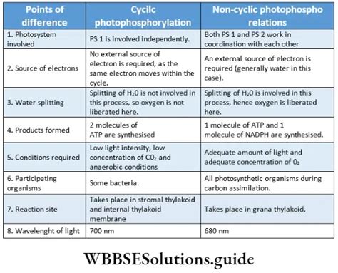 Cyclic And Non Cyclic Photophosphorylation Notes Wbbse Solutions