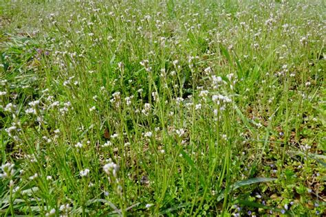 Tanetsut Kebana Which Is Often Seen As Weeds In The Field Paddy Field