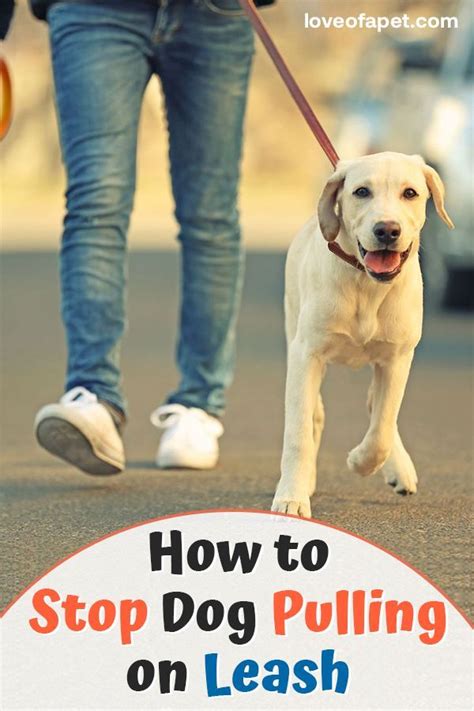 A Dog Lovers Guide On How To Stop Your Dog From Pulling The Leash