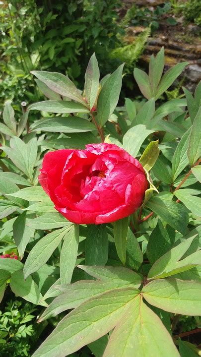 Peony Bush Flowering Free Photo On Pixabay Pixabay