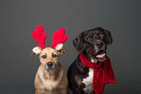 Barrera para perros en IKEA La solución perfecta para tu mascota Shitamu