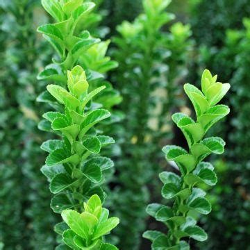 Euonymus fortunei Emerald n gold Fusain persistant et nain doré