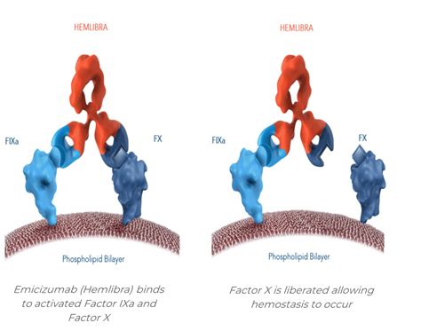 Where Are We With Bispecific Antibodies Transcrip