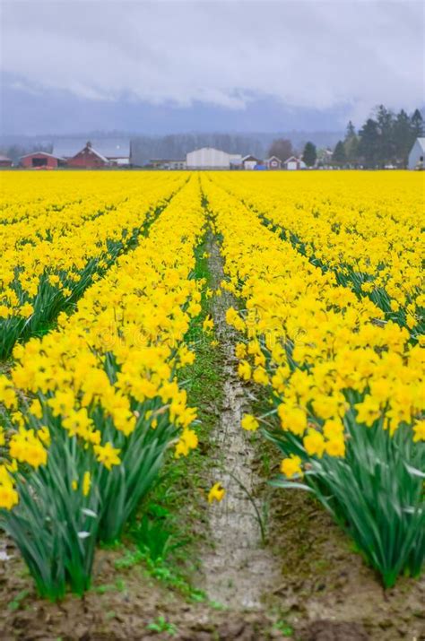 Blossom Daffodil Field in Farmland Background in Skagit Valley ...