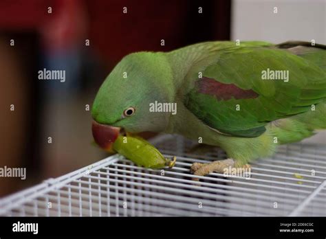 indian ringneck parrot talking and playing in the house Stock Photo - Alamy