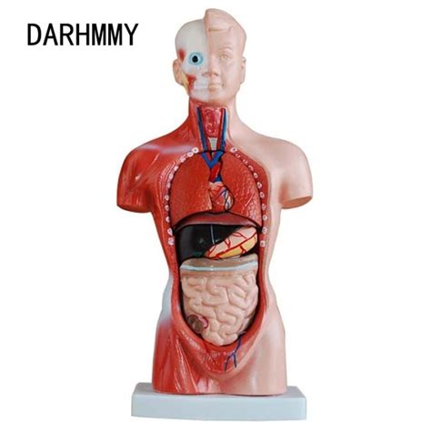 Darhmmy Human Torso Body Model Cm Torso Parts Anatomy Anatomical