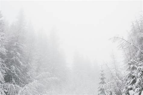 Snowy Forest Photos, Download The BEST Free Snowy Forest Stock Photos ...