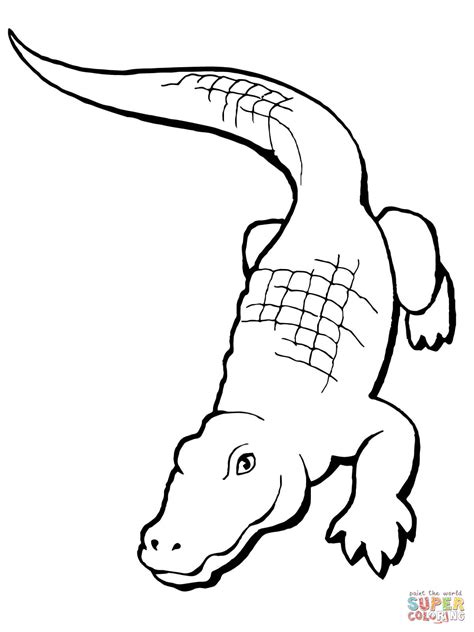 Realistic Alligator coloring page | Free Printable Coloring Pages