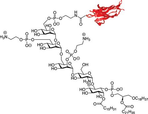 The Glycosylphosphatidylinositol Anchor A Complex Membrane Anchoring