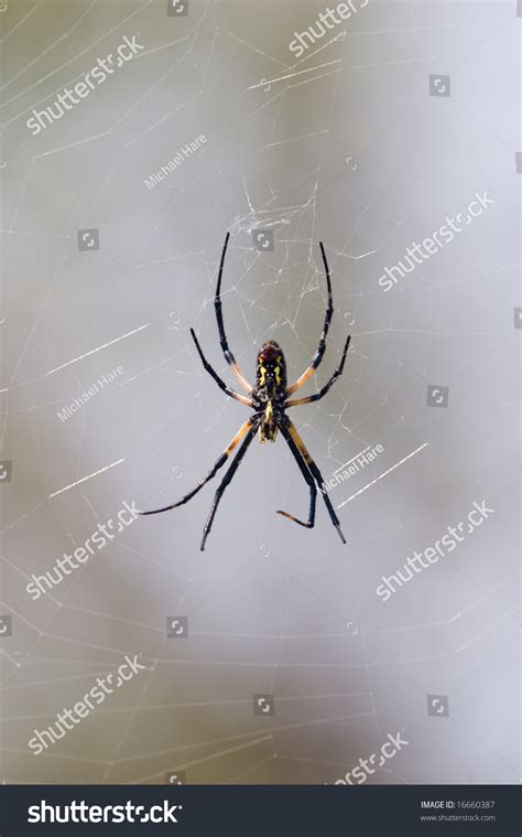 Female Banana Spider Stock Photo 16660387 : Shutterstock