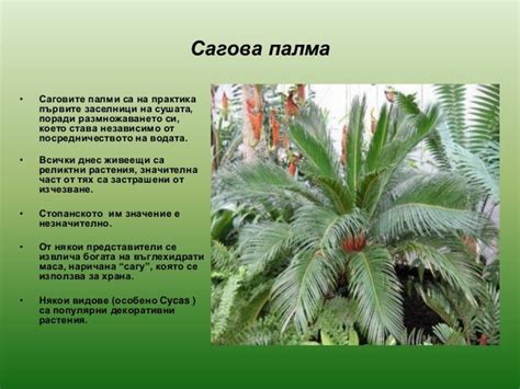 голосеменни растения 2013