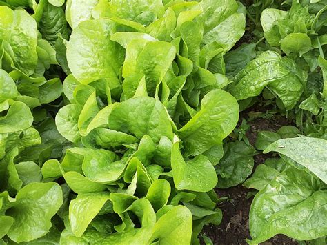 Spinach Gardening Free Photo On Pixabay Pixabay