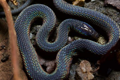 Herping Japan：Unraveling the Mysteries of the Japanese Odd-Scaled Snake ...