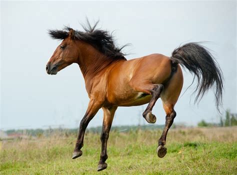 Dealing With Horse Kicks Prevention And Treatment