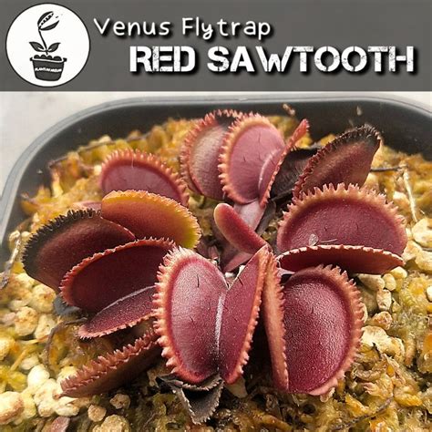 Jual Tanaman Karnivora Pemakan Serangga Venus Flytrap Vft Red Sawtooth