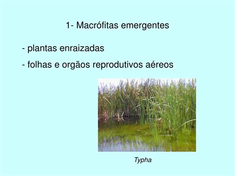 PPT Seminário Ecologia Energética Macrófitas Aquáticas PowerPoint