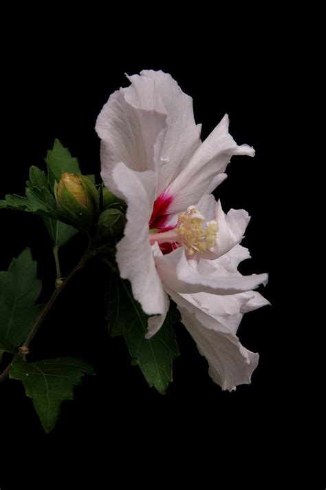 Gartenhibiskus im Topf Kultivierung Pflege Schnitt und Überwinterung