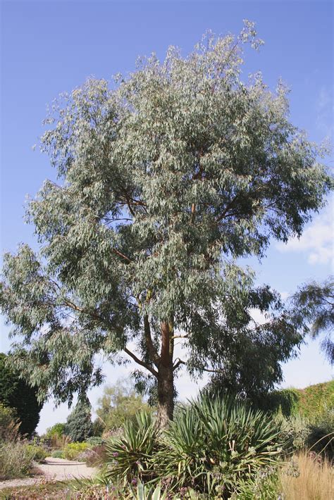 Eucalyptus Nicholii Pan Global Plants