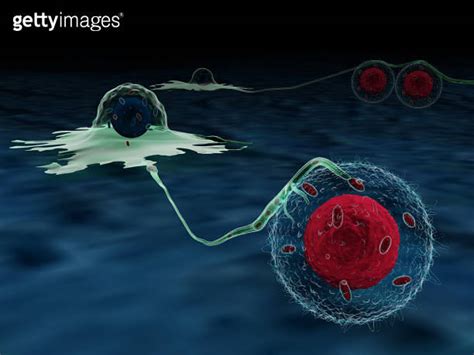 Cancer Cells Hijacking T Cell Mitochondria Through Nanotubes 이미지