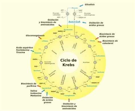 Ciclo De Krebs Qué Es Y Pasos Esquema Enciclopedia Significados