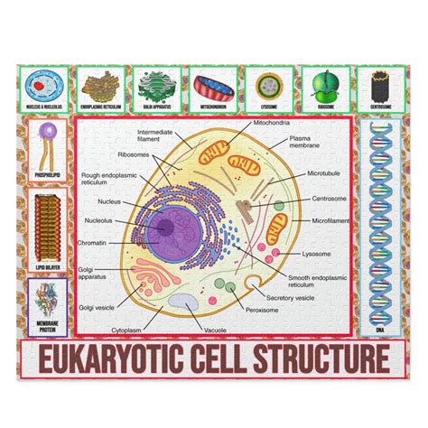 Cell Structure Puzzle Science Puzzles Cell Biology Puzzles