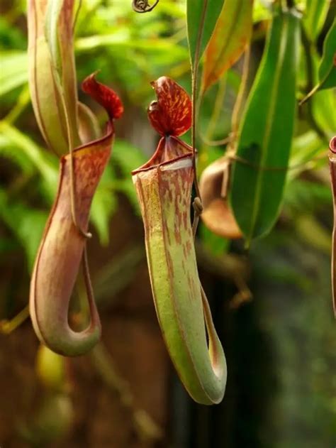 Best Tips To Feed A Pitcher Plant Grower Today