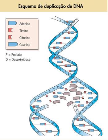 Estrutura Em Dupla H Lice Do Dna V Rias Estruturas