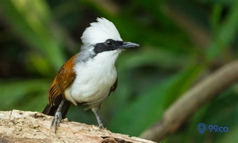 11 Jenis Burung Poksay Di Indonesia Dan Dunia Lengkap