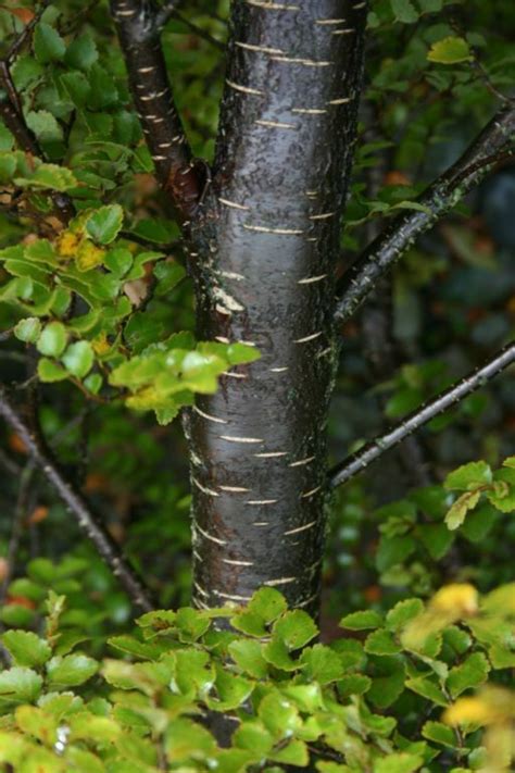 Nothofagus Nz Native Silver Beech Easy Big Trees Nz