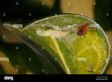 Holly blue caterpillar on underside of Holly leaf Stock Photo - Alamy